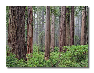 Del Norte Coastal Redwoods State Park