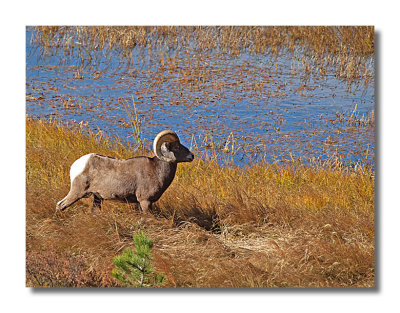 Big Horn at Sheep Lakes