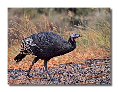 Wild Turkey