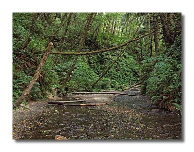 Fern Canyon