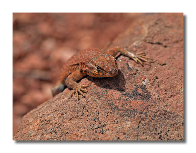 Canyonlands Lizard