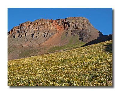 Yellow Mountain with wildflowers