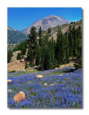 Lassen Peak above a field of Lupine