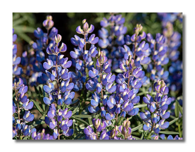 Lupine