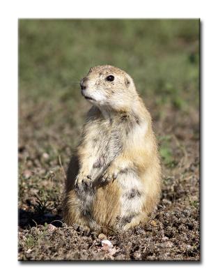 Prairie Dog