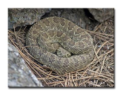 Rattlesnake