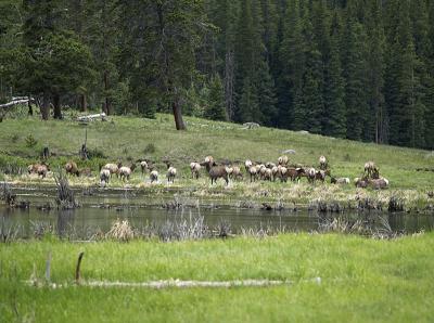 Elk Herd