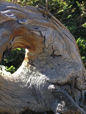 Bristlecone Pine