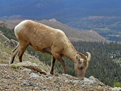 Bighorn Sheep