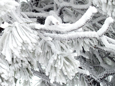 La Luz Trail in Winter