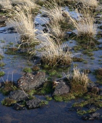 Windblown Grasses in Ephemeral Pool