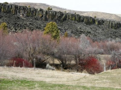Dogwoods and Willows along Portneuf River