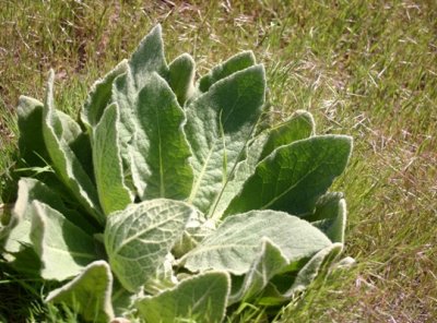 Hairy Mullein, Murtaugh