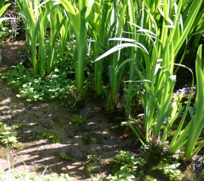 Irises Tracing Shadows over Watercress