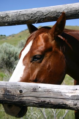 Prettiest in the Pasture