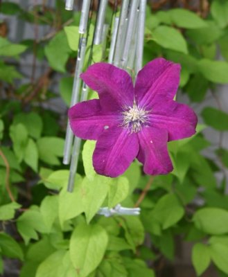 Clematis and Chimes