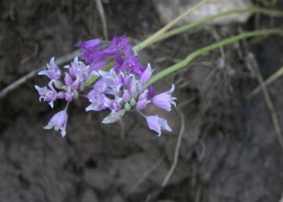 Allium acuminatum