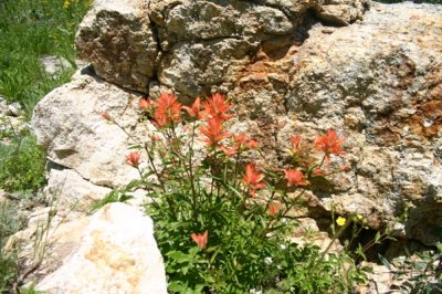 Indian Paintbrush Nestles in a Rock