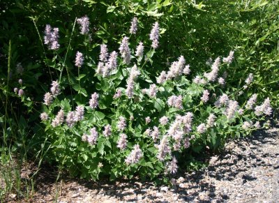 Agastache by the Path at Angel Lake