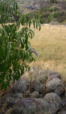 Blue Elderberry -- <i>Sambucus caerulea</i>