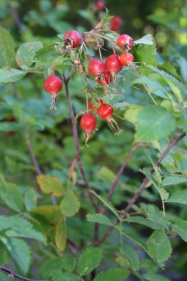 Hips of  Rosa woodsii