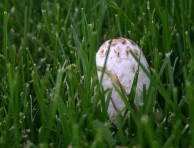 Shaggy Mane, Early