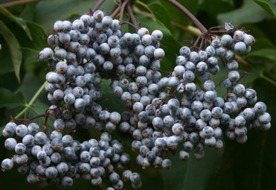 Elderberries!