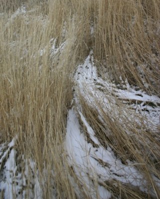 Snow Sculpting Grasses