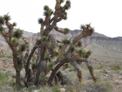 A Lush Joshua Tree