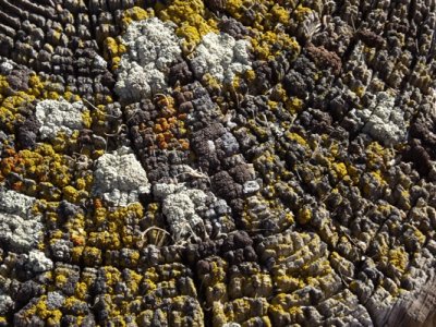 Lichens Atop a Post