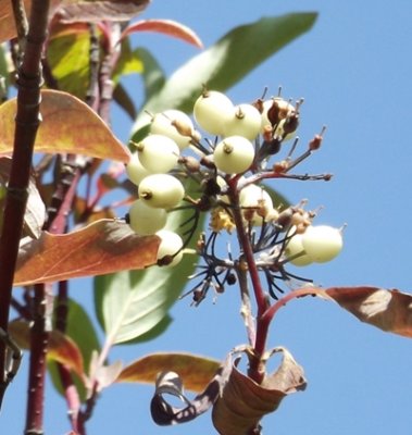 Dogwood Fruits