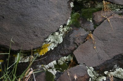 Lichens in the Crevices