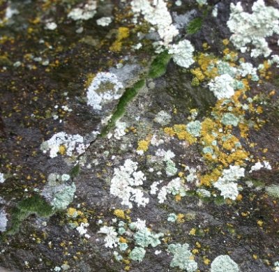 Lichens Everywhere