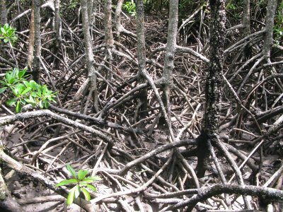 Cairns mangrove swamp
