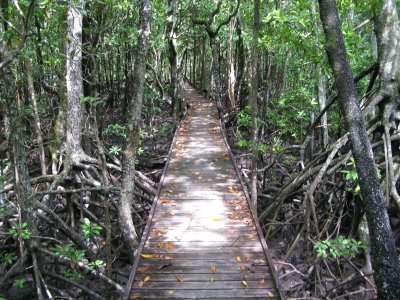 Cairns mangrove swamp