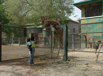 Feeding the Giraffs