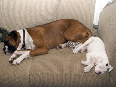 newPup.jpg