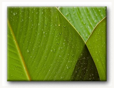 Canna Leaves in the Rain