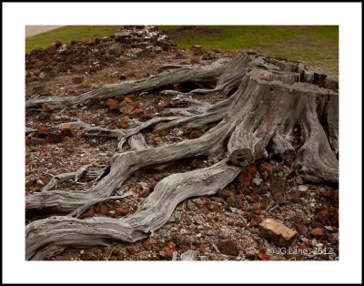 Middleton Plantation (8 of 33).jpg