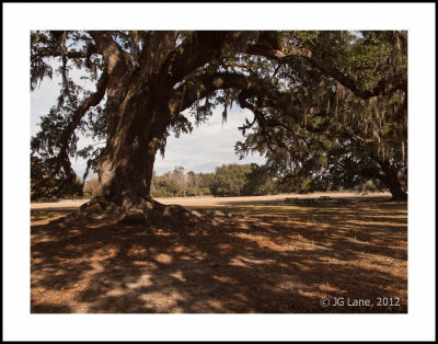 Middleton Plantation (26 of 33).jpg
