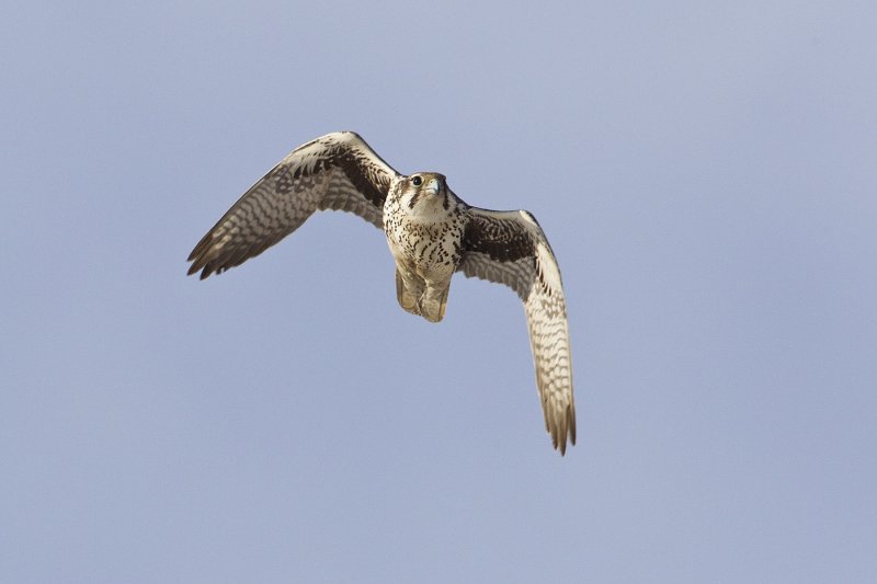 prairie falcon 020212_MG_9427