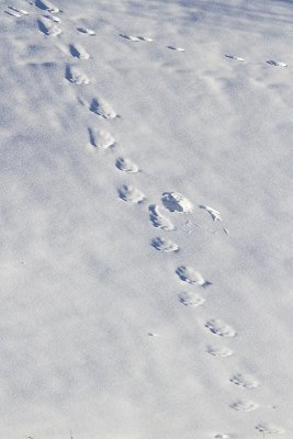great gray owl plunge hole & lynx tracks 022011IMG_5946