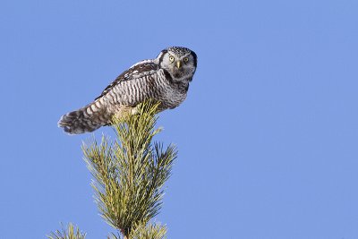 northern hawk owl 022011_MG_5224