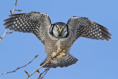 northern hawk owl 022111_MG_5607