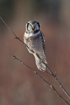northern hawk owl 022511_MG_5836