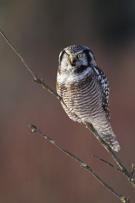 northern hawk owl 022511_MG_5928