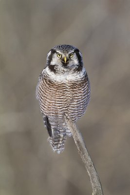 northern hawk owl 022511_MG_6072