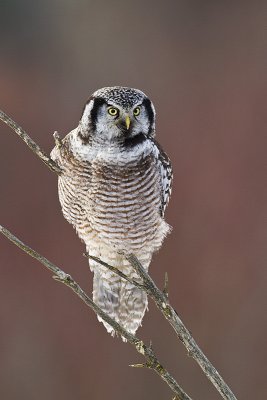 northern hawk owl 022511_MG_6242