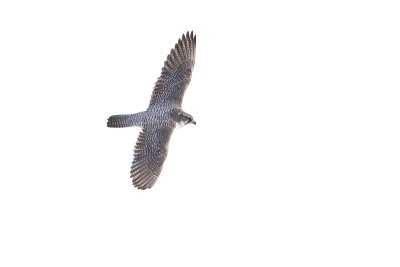 gyrfalcon 022611_MG_6547