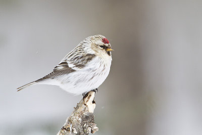 hoary redpoll 030511_MG_7778